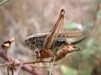 14-09-2006 Westliche Beischrecke (Platycleis albopunctata)