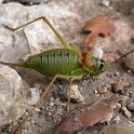 16-09-2006 Steppen-Sattelschrecke (Ephippiger ephippiger) 1