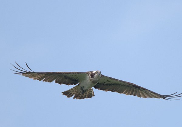 Neues vom Fischadler aus dem Havelland