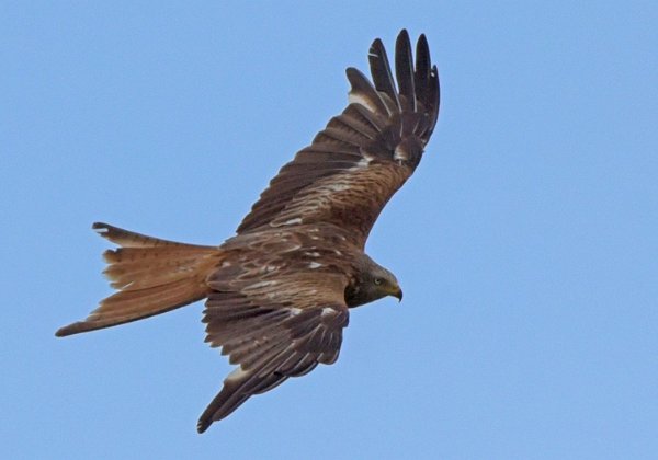 Rotmilane im Havelland