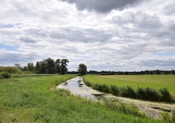 Schwarzmilane im Havelland