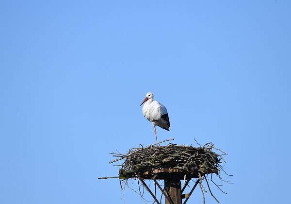 Storch Paul in Koerzin