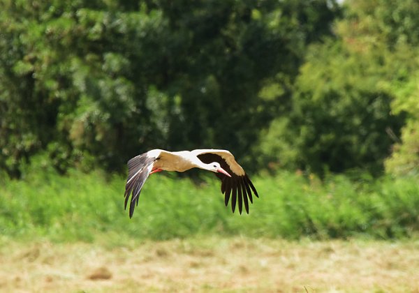 Storch, Kranich und Rohrweihe