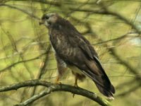 Bussard