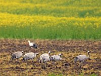 Kraniche mit Storch