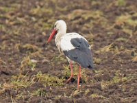 Storch