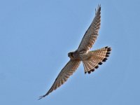 Turmfalke 13