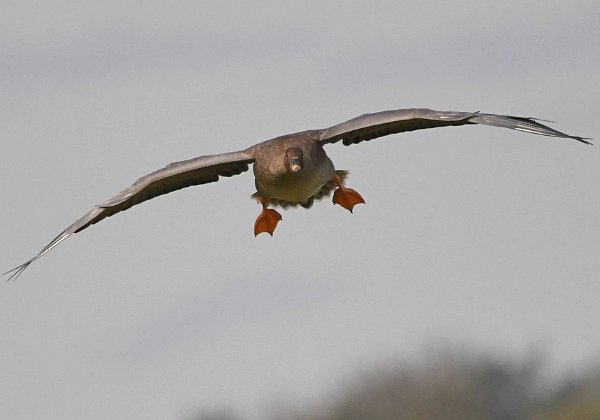 Wildgaense in Brandenburg