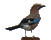 V&ouml;gel